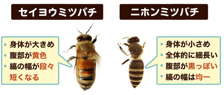 セイヨウミツバチとニホンミツバチの違い