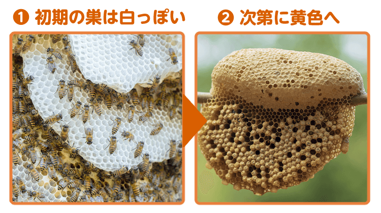 ミツバチの巣の色の変化