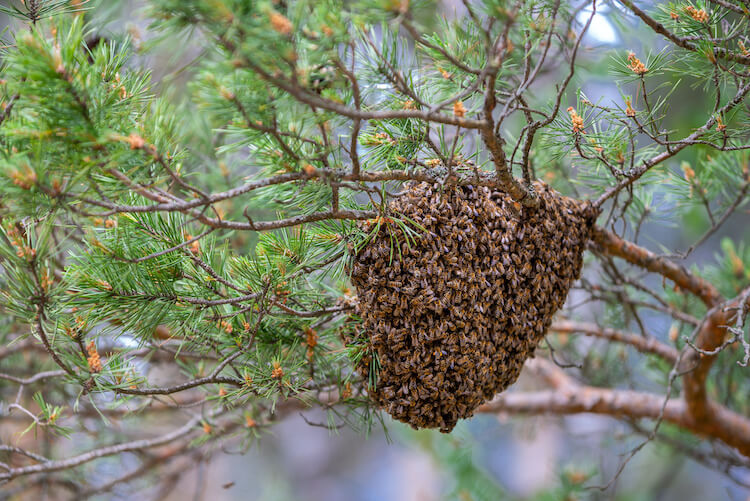 木の枝にたかるミツバチ