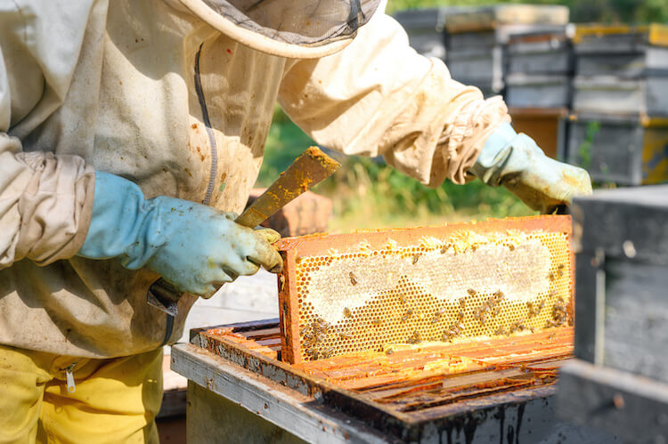 養蜂場の職員とミツバチの巣板