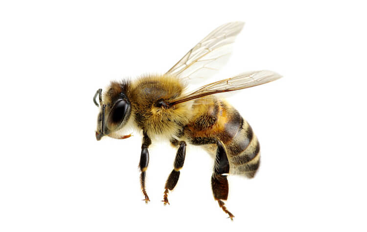 ミツバチの全体図