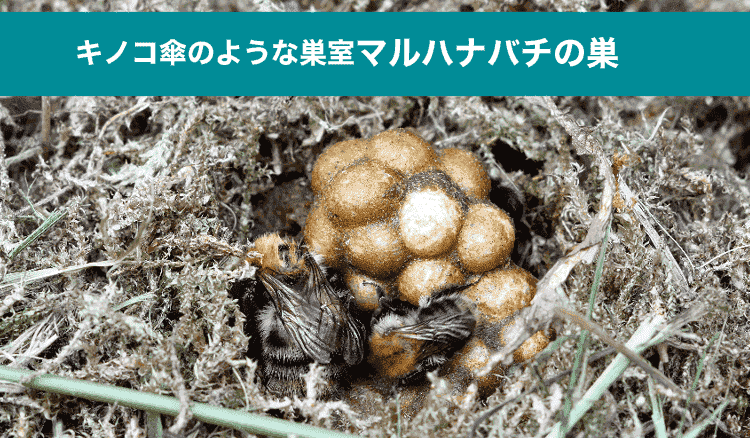マルハナバチの巣の特徴