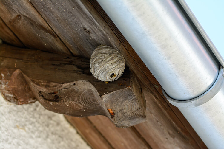 軒下にできたスズメバチの巣