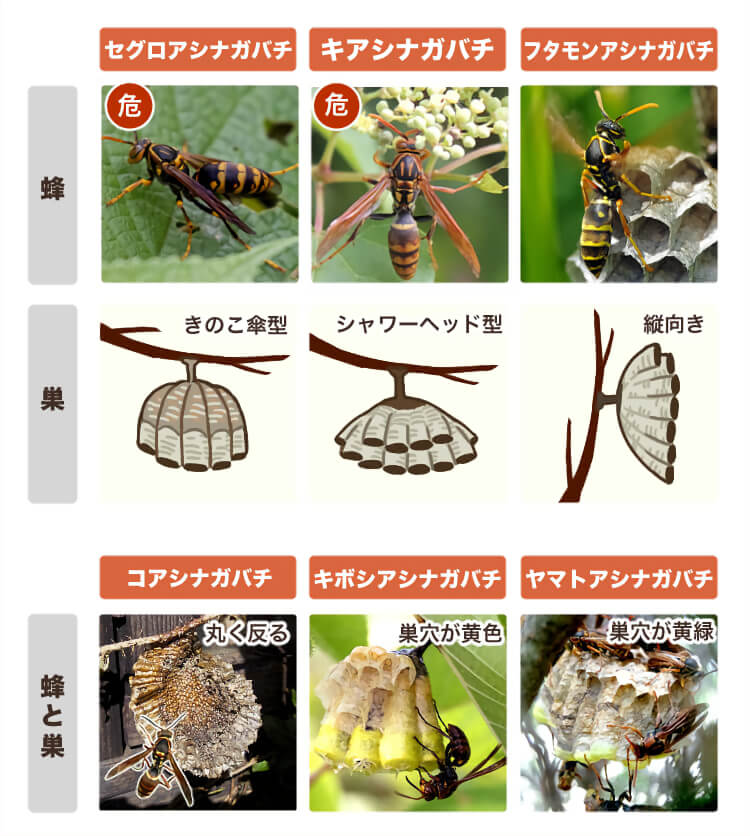 アシナガバチの種類ごとの巣の特徴