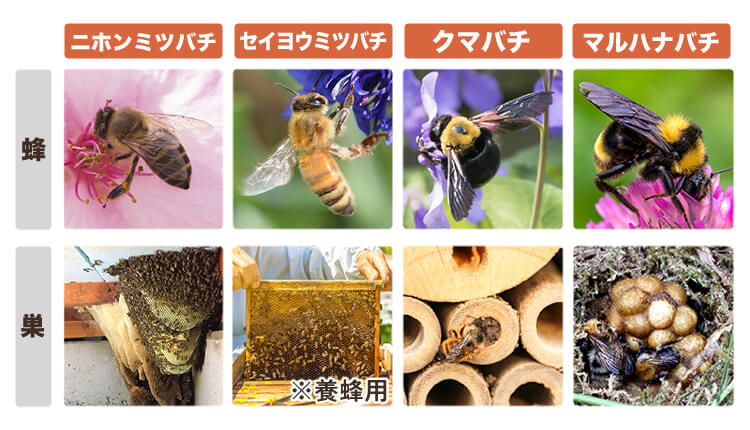 ニホンミツバチ、セイヨウミツバチ、クマバチ、マルハナバチの見た目と巣の写真