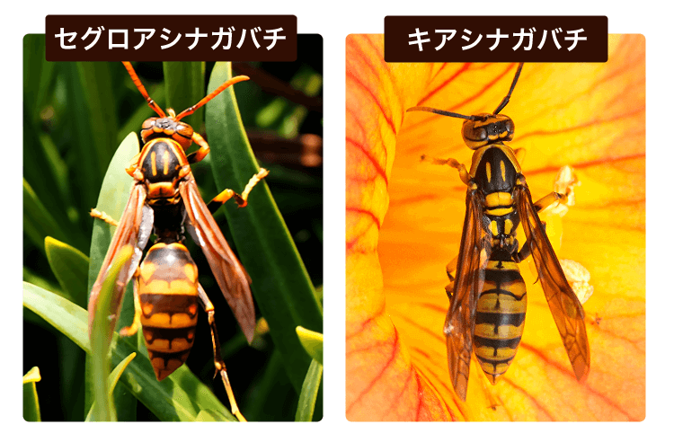 セグロアシナガバチとキアシナガバチ