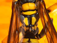 キアシナガバチの腰には2対の黄色斑