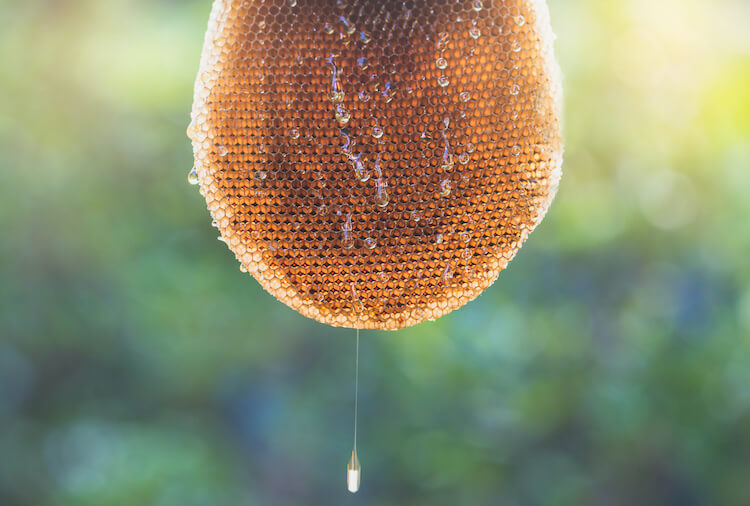 ミツバチの巣から蜜が垂れる