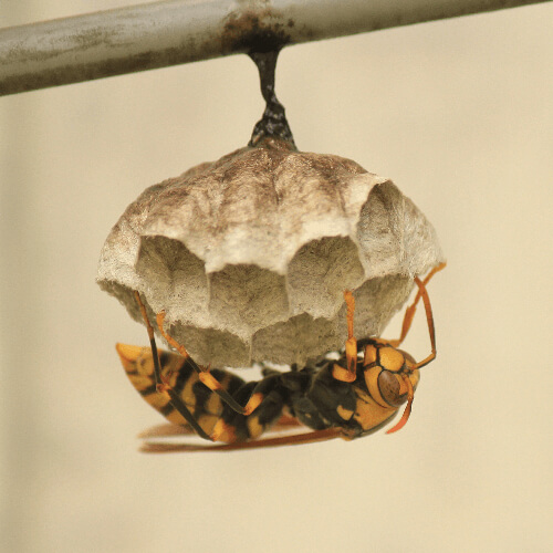 スズメバチの巣、駆除済み　造形として素晴らしいものです。