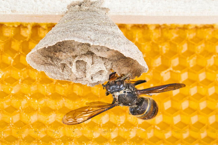 小さい巣を作るスズメバチの女王蜂