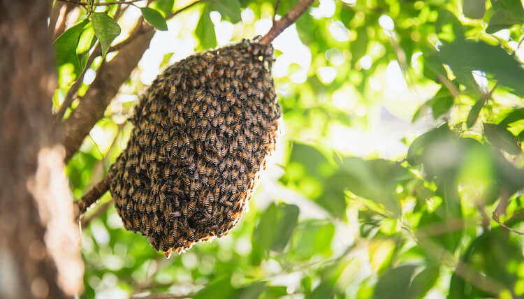 働き蜂がたかったミツバチの巣