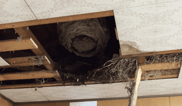 屋根裏や床下などの閉鎖空間にできた蜂の巣