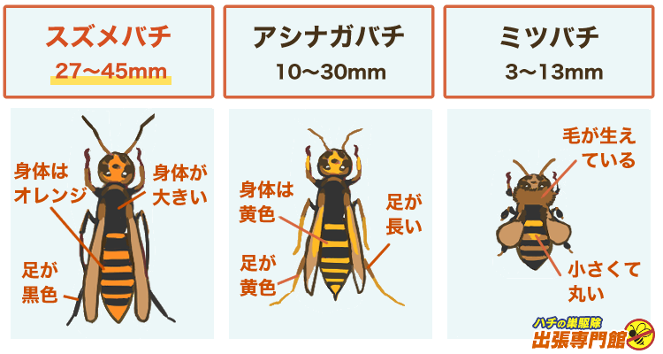 スズメバチ、アシナガバチ、ミツバチの比較