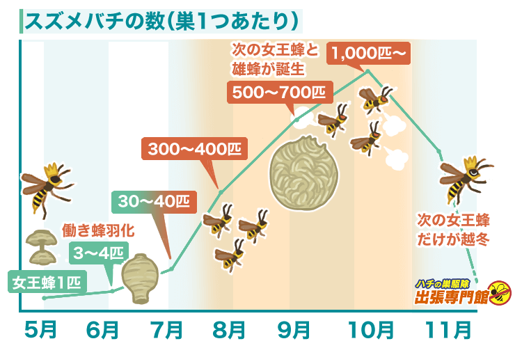 スズメバチの数は1000匹にもなります
