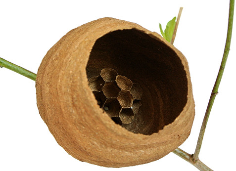冬越した女王蜂が1匹で作った15cmほどの蜂の巣