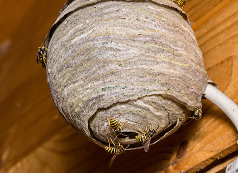 40〜80cmほどの蜂の巣