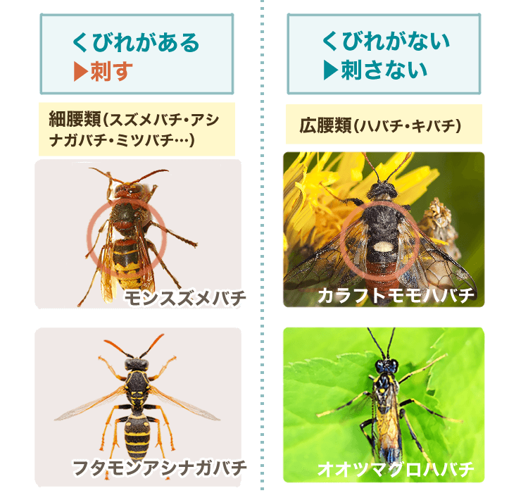 スズメバチ、アシナガバチ、ミツバチなどくびれがあるハチは刺す。ハバチ、キバチなどくびれがないハチは刺さない。
