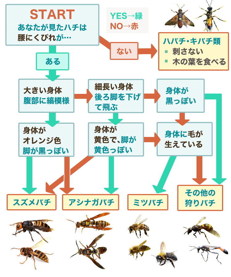 ハチの種類フローチャート