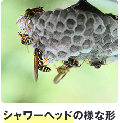 シャワーヘッド型のアシナガバチの巣