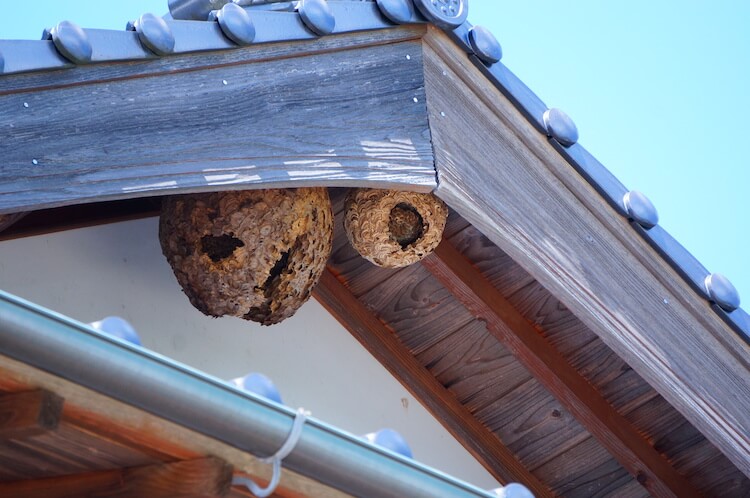 軒下に並んだスズメバチの巣2つ
