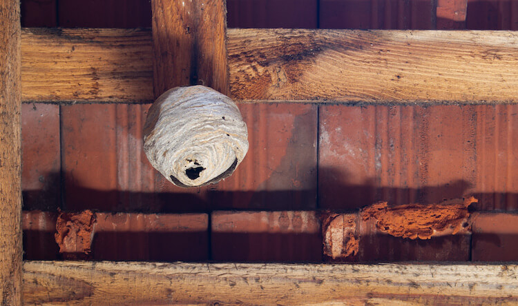 家の中にできたスズメバチの巣