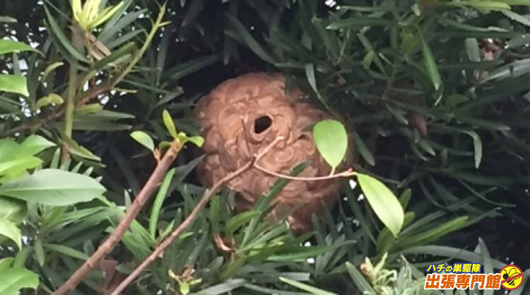 木の中にできたスズメバチの巣