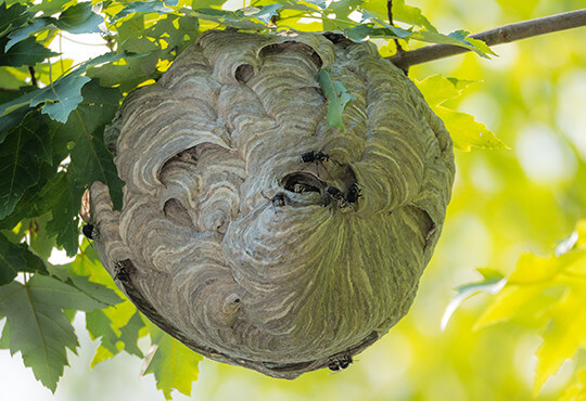 木の下のできたスズメバチの巣