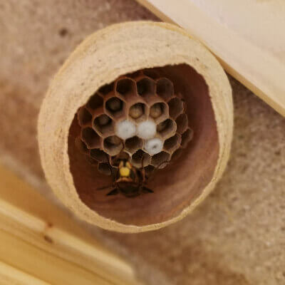 ヒメスズメバチの巣