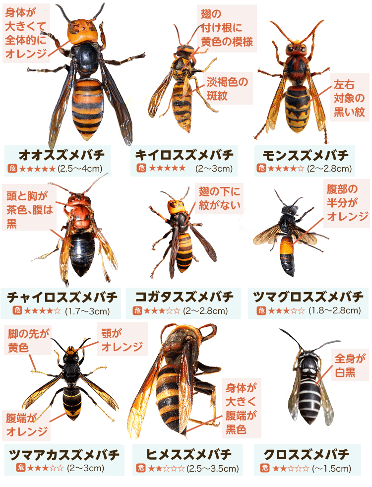 9種類のスズメバチの写真と特徴