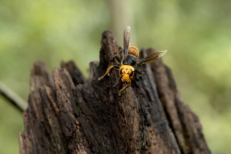 木にいるスズメバチ