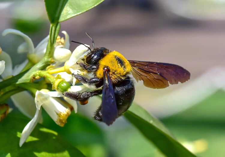 花の蜜をとるクマバチ