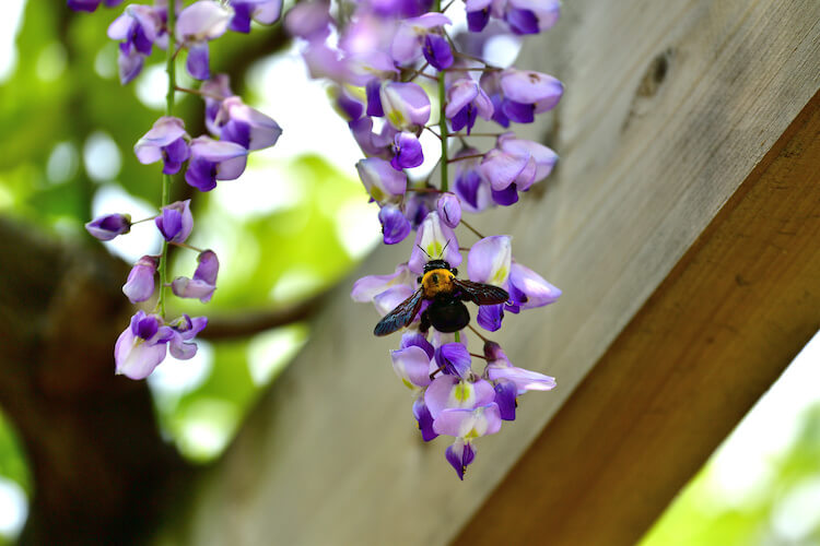 フジの花の蜜をとるクマバチ